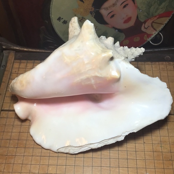 Extra Large Pink Queen Conch Shell Slit Harvest Partial Rustic Flakey Beige Coat - Picture 3 of 11
